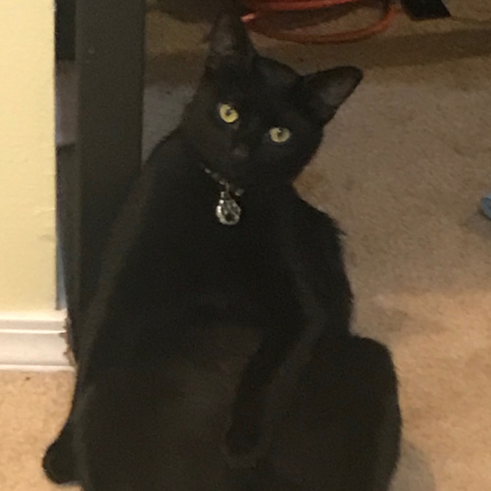 Ady The Cat Sitting Lady