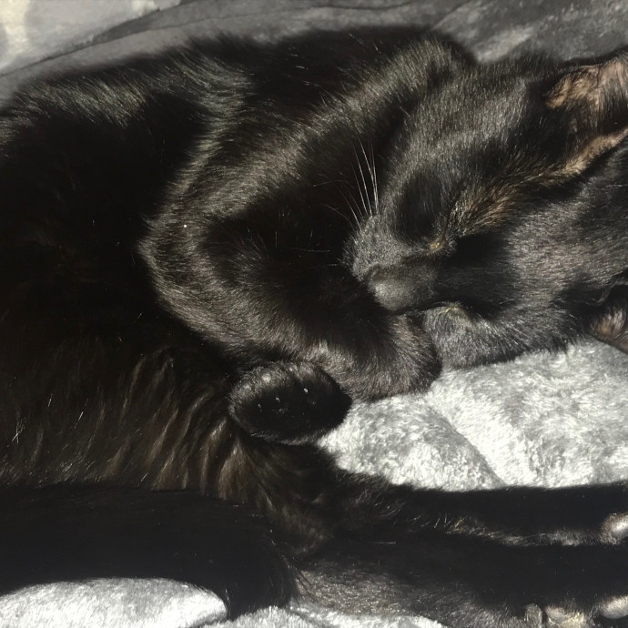 Ady The Cat Sitting Lady