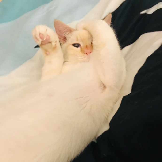 Ady The Cat Sitting Lady