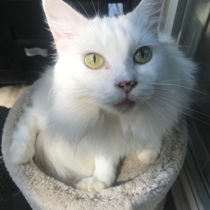 Ady The Cat Sitting Lady
