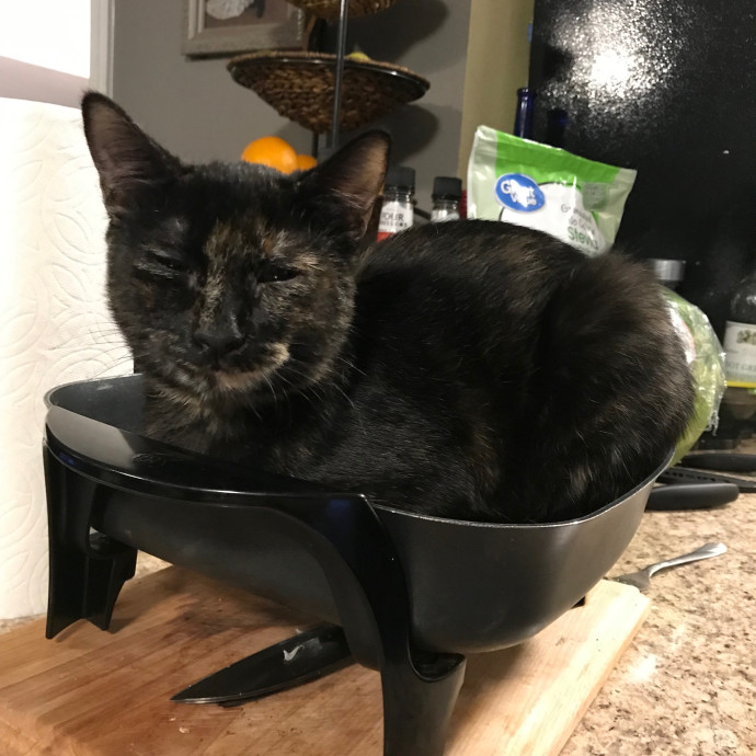 Ady The Cat Sitting Lady