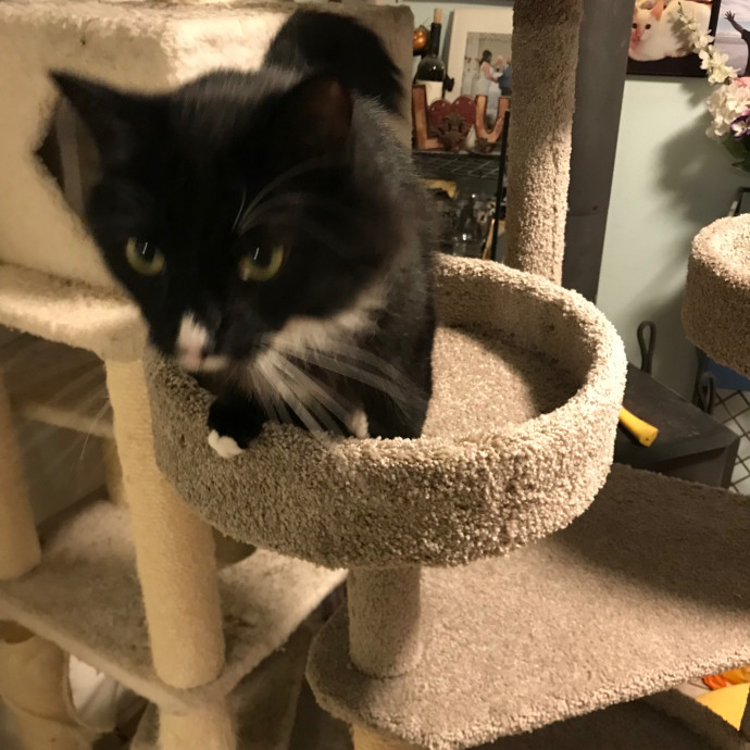 Ady The Cat Sitting Lady