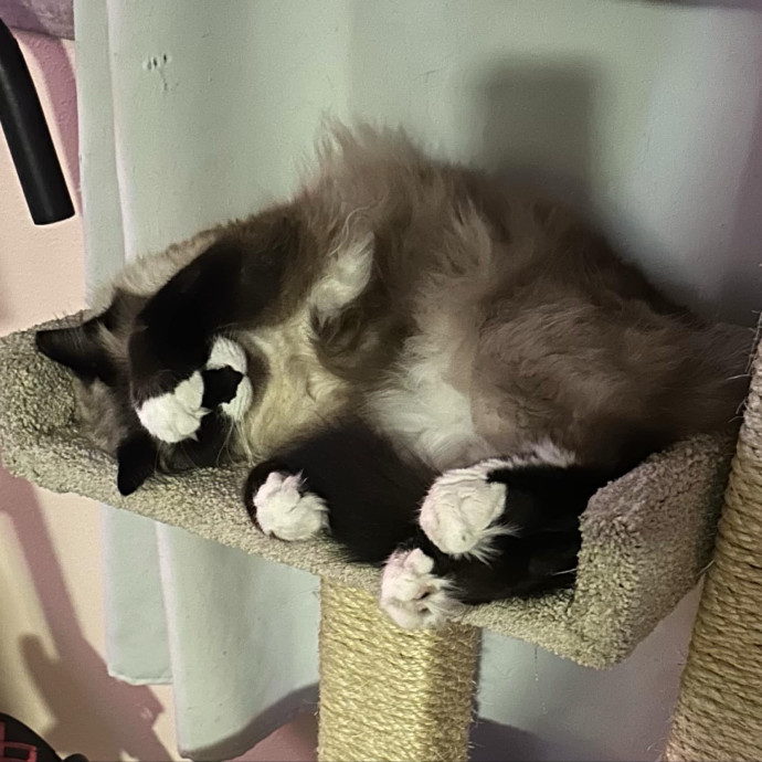 Ady The Cat Sitting Lady