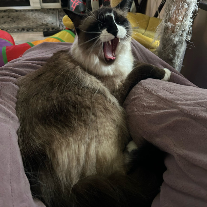 Ady The Cat Sitting Lady