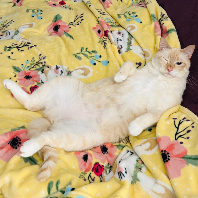 Ady The Cat Sitting Lady