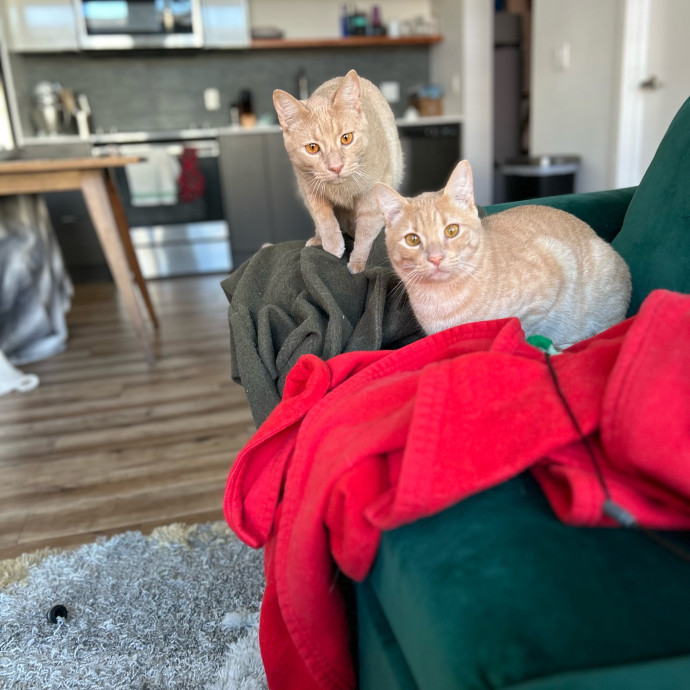 Ady The Cat Sitting Lady