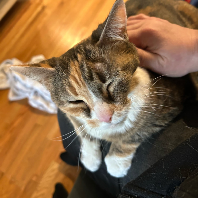 Ady The Cat Sitting Lady
