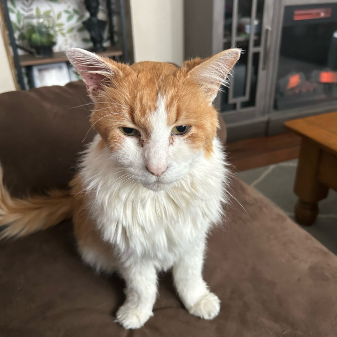 Ady The Cat Sitting Lady
