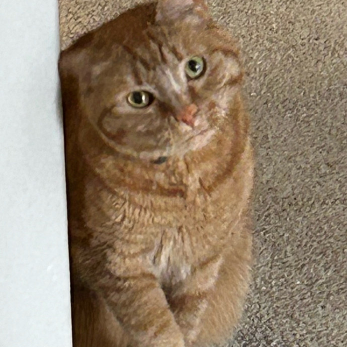Ady The Cat Sitting Lady