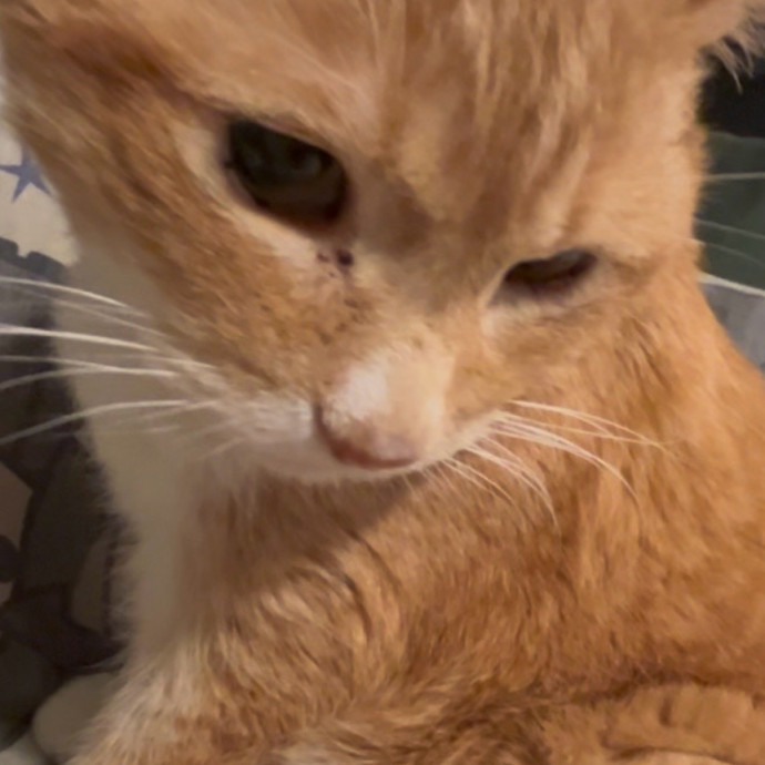 Ady The Cat Sitting Lady