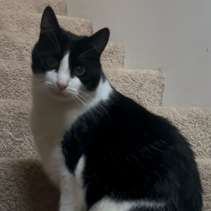 Ady The Cat Sitting Lady