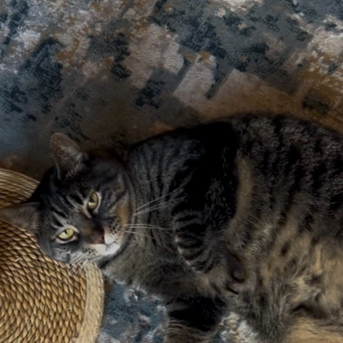 Ady The Cat Sitting Lady