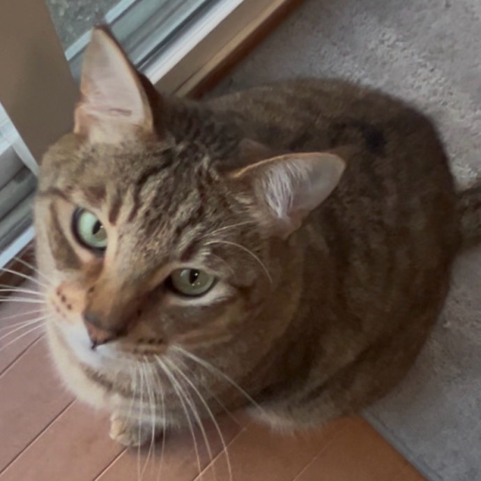 Ady The Cat Sitting Lady