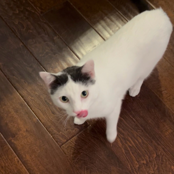 Ady The Cat Sitting Lady