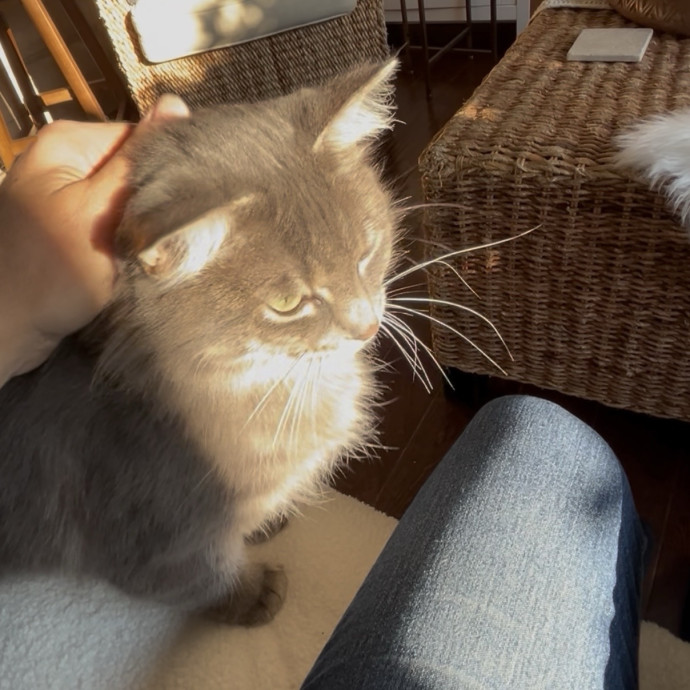 Ady The Cat Sitting Lady