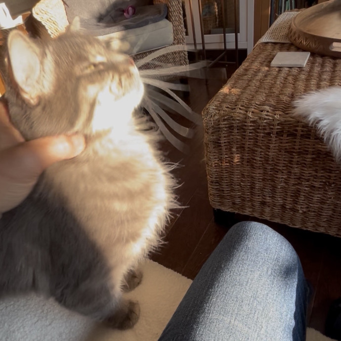 Ady The Cat Sitting Lady