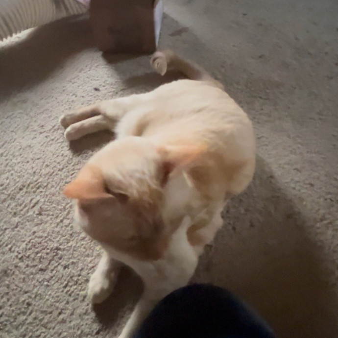 Ady The Cat Sitting Lady