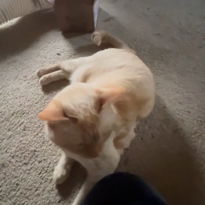 Ady The Cat Sitting Lady