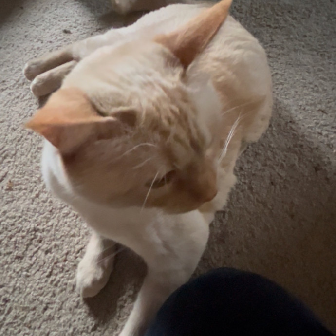 Ady The Cat Sitting Lady