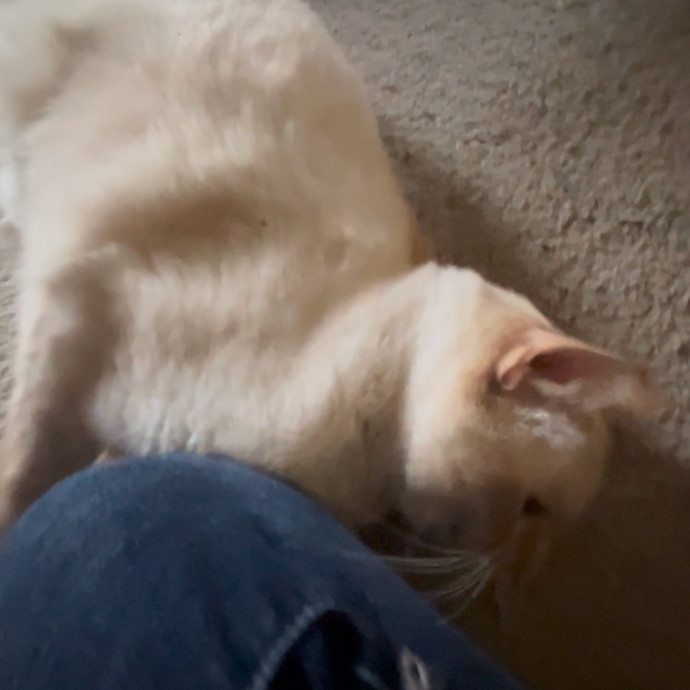 Ady The Cat Sitting Lady