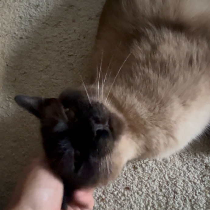 Ady The Cat Sitting Lady