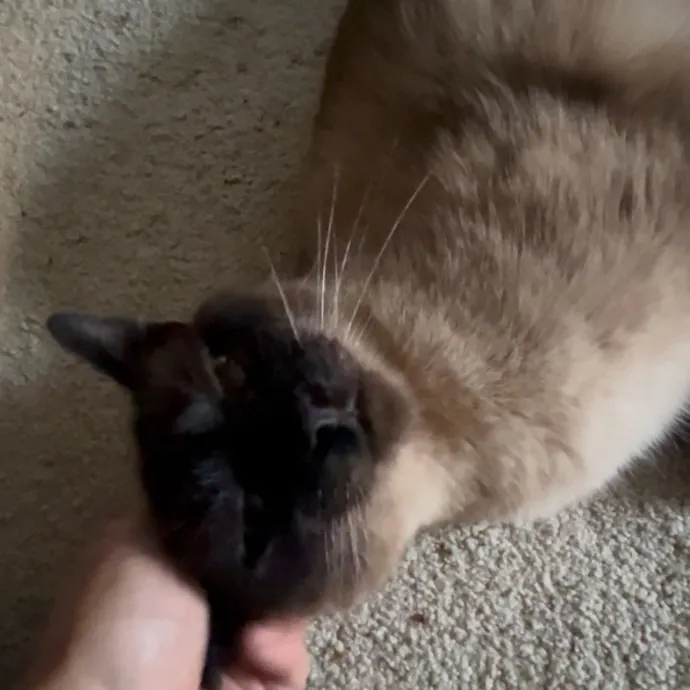 Ady The Cat Sitting Lady