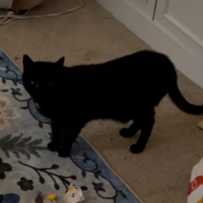 Ady The Cat Sitting Lady
