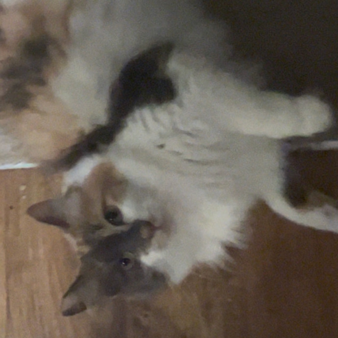Ady The Cat Sitting Lady