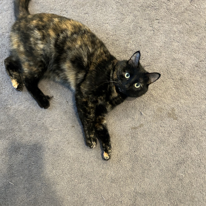 Ady The Cat Sitting Lady