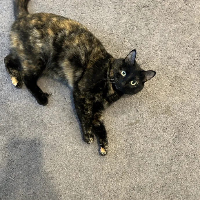 Ady The Cat Sitting Lady