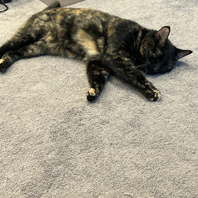 Ady The Cat Sitting Lady