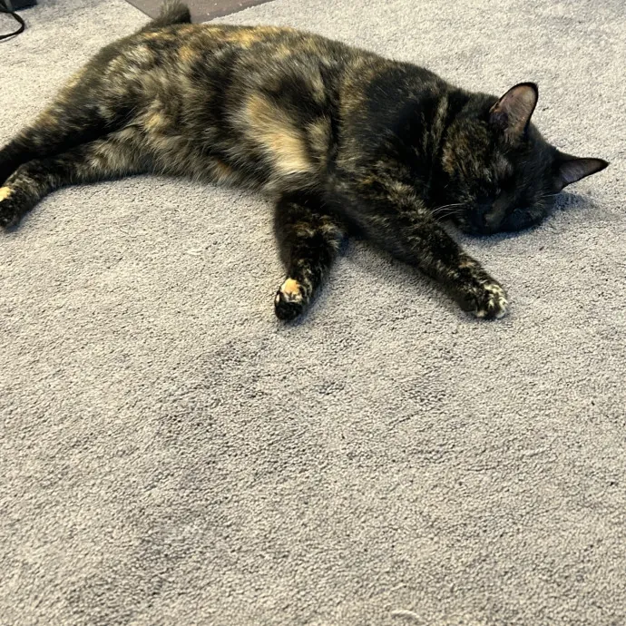 Ady The Cat Sitting Lady
