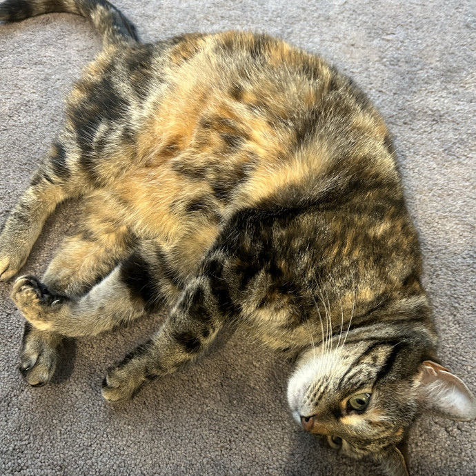 Ady The Cat Sitting Lady