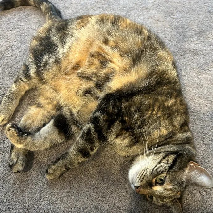 Ady The Cat Sitting Lady