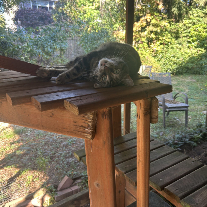 Ady The Cat Sitting Lady