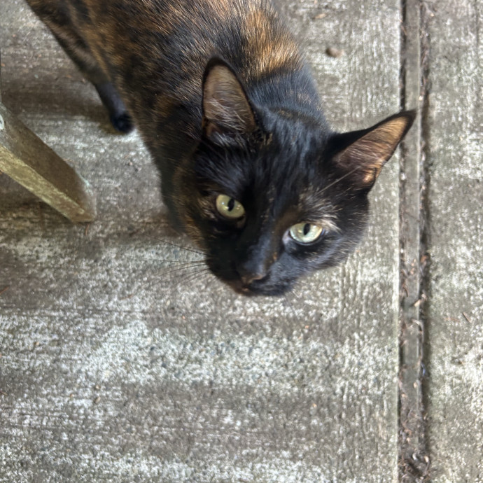 Ady The Cat Sitting Lady