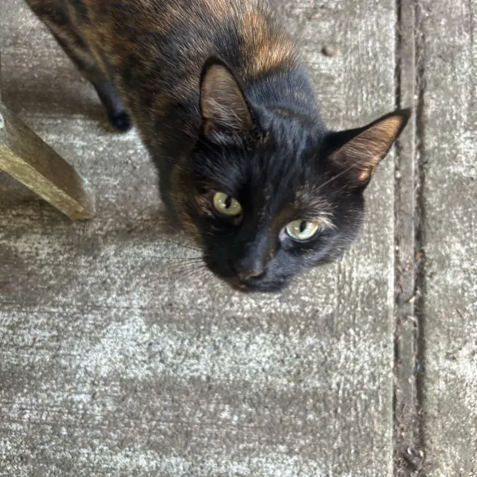 Ady The Cat Sitting Lady