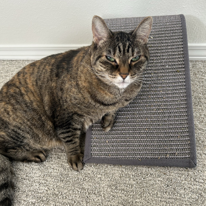 Ady The Cat Sitting Lady