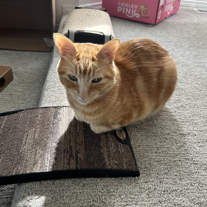 Ady The Cat Sitting Lady