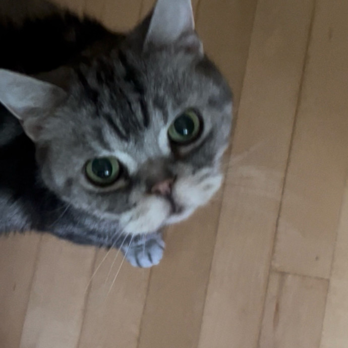 Ady The Cat Sitting Lady