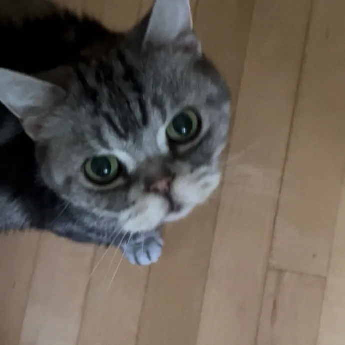 Ady The Cat Sitting Lady