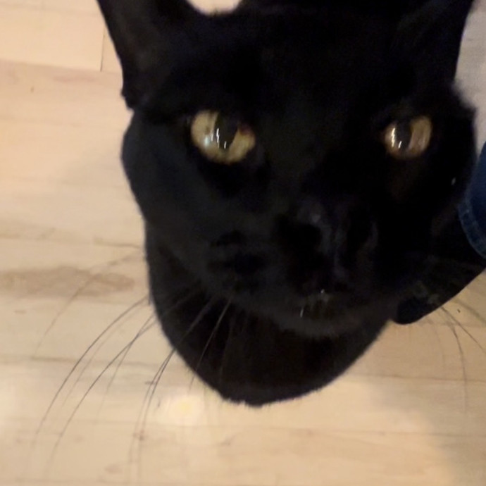 Ady The Cat Sitting Lady