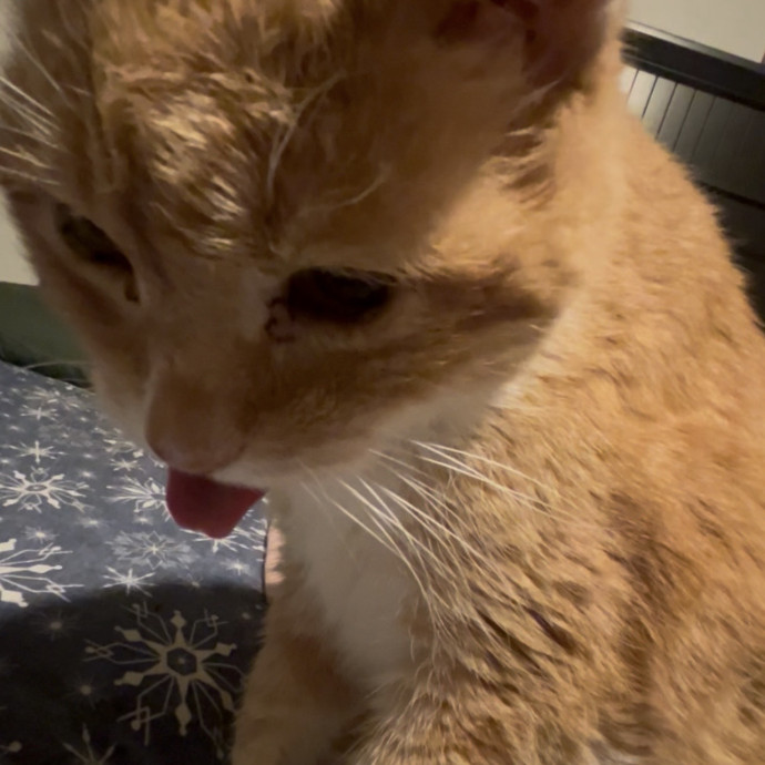 Ady The Cat Sitting Lady