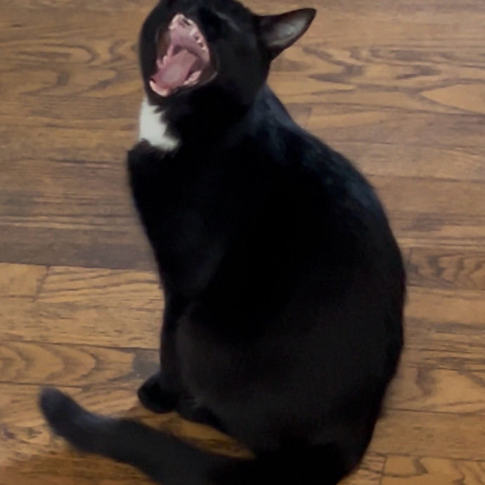 Ady The Cat Sitting Lady