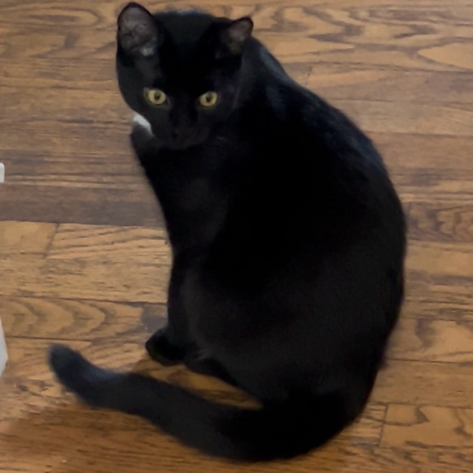 Ady The Cat Sitting Lady