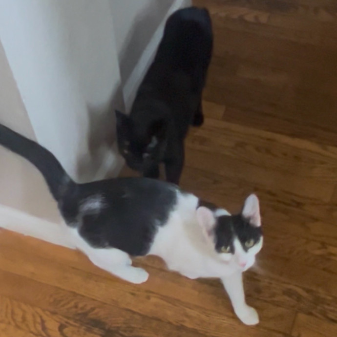 Ady The Cat Sitting Lady