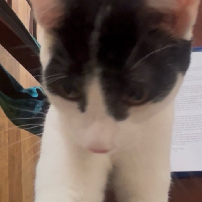 Ady The Cat Sitting Lady