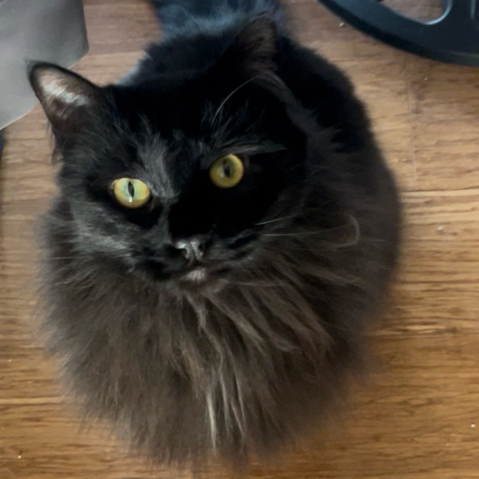 Ady The Cat Sitting Lady