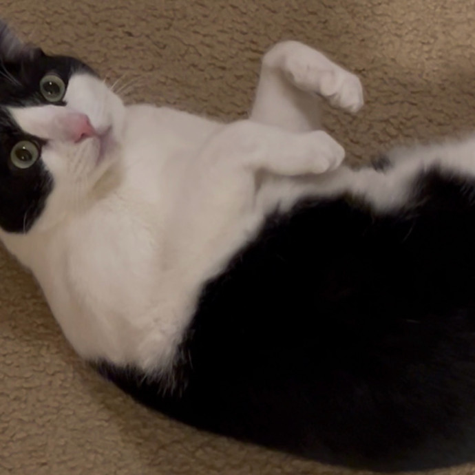 Ady The Cat Sitting Lady