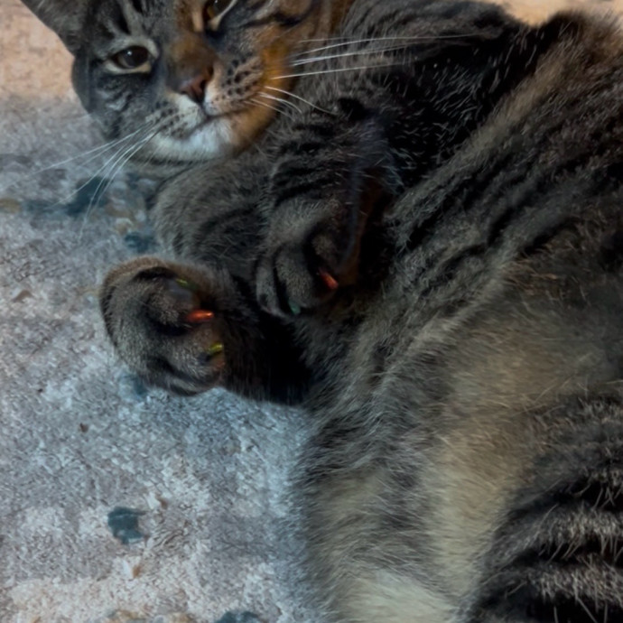 Ady The Cat Sitting Lady